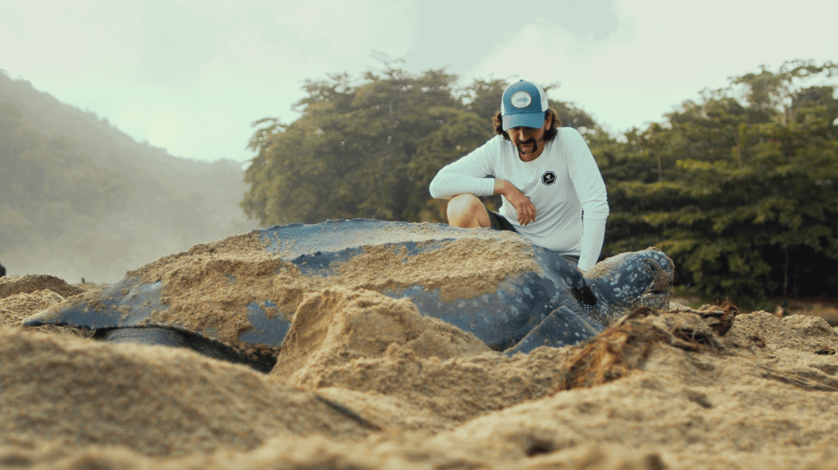 Leatherback sea turtle