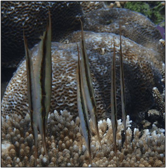 shrimpfish in Raja Ampat