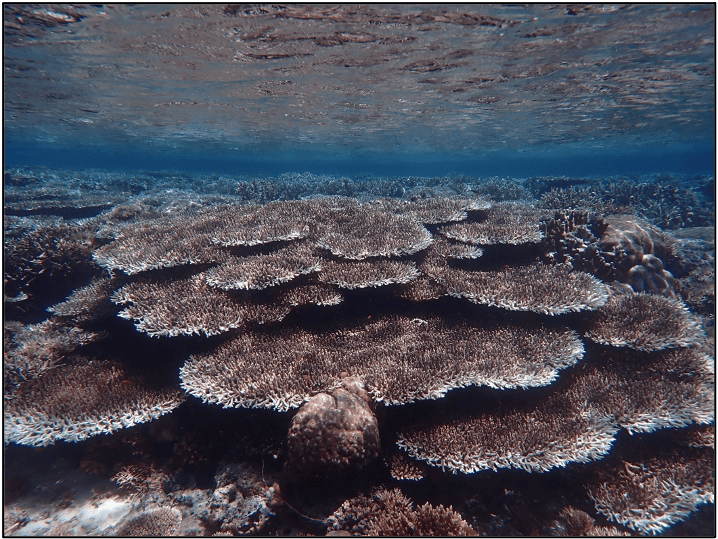 table corals in Raja Ampat 